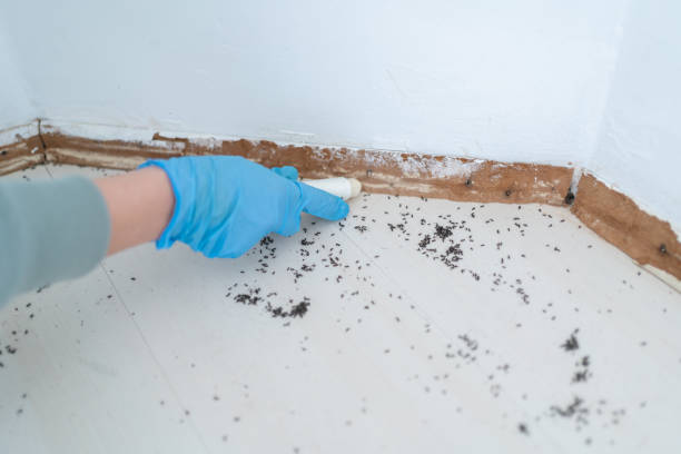 Wasp Removal Services in China, TX